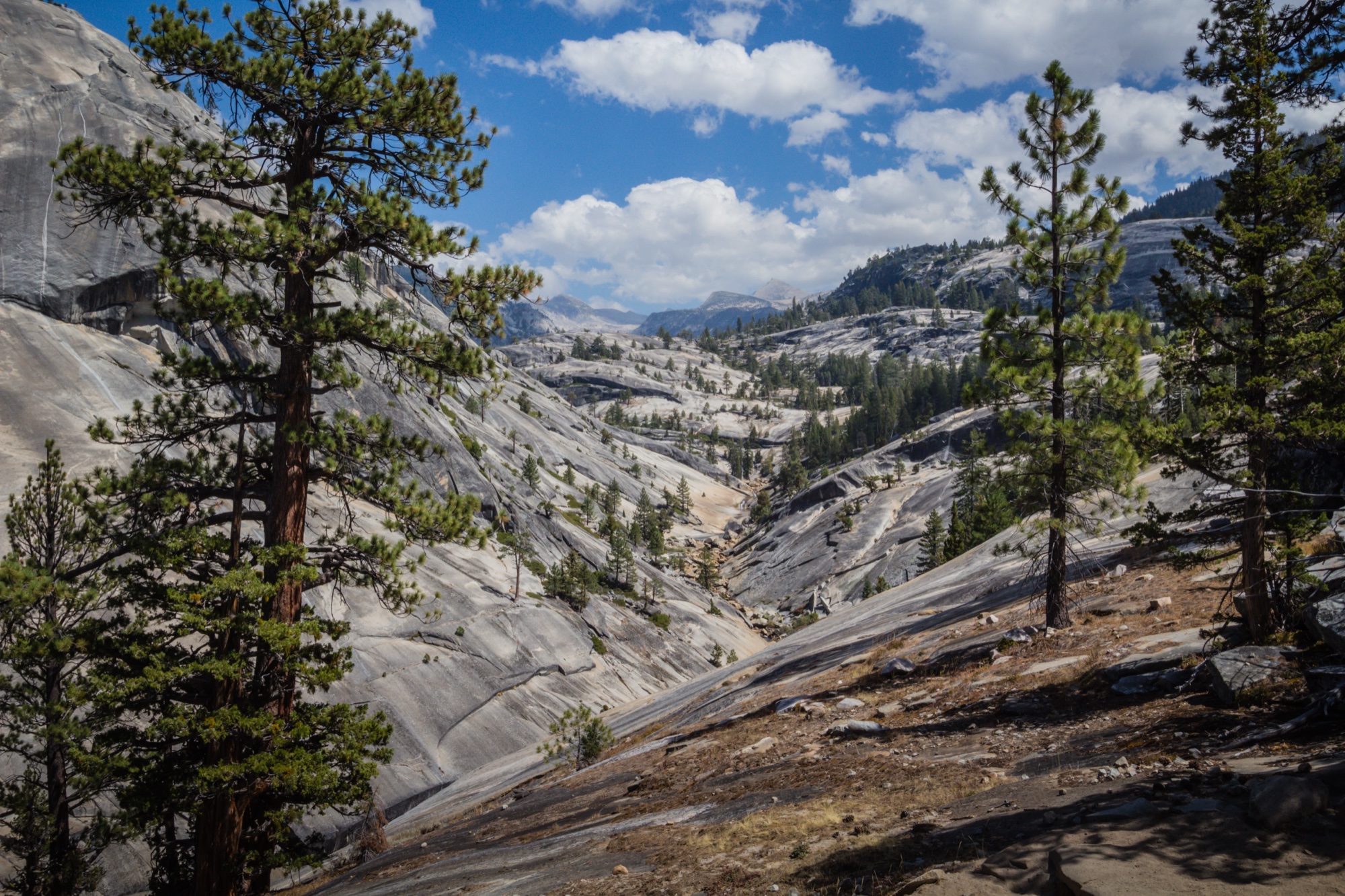 Pines on granite looking down a valley toward distant domes