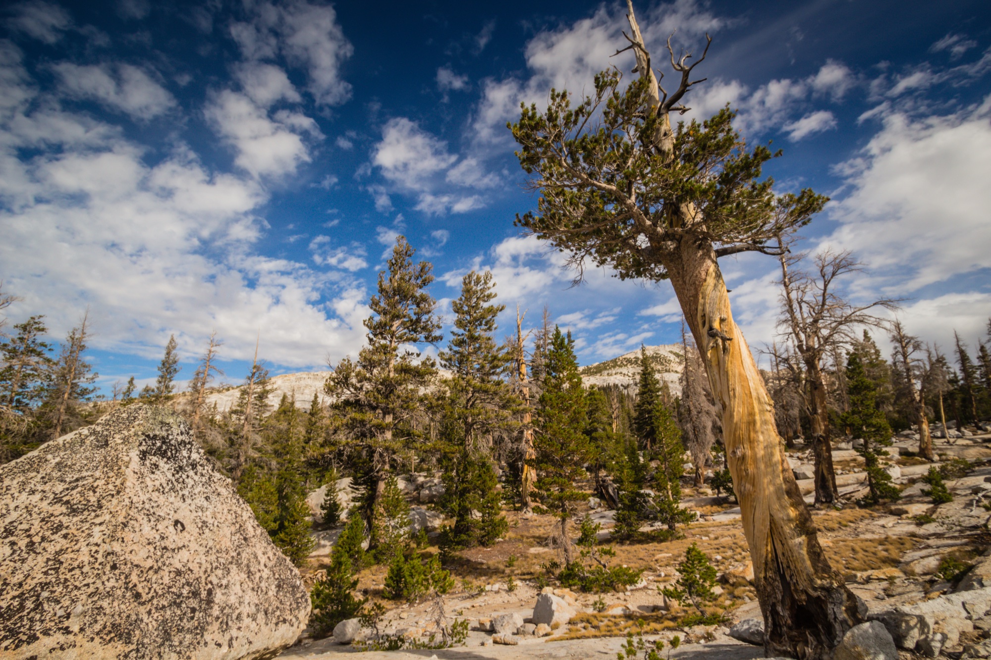A silvered Sierra juniper on open granite under a blue sky