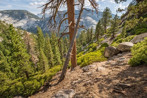 Along Gary's Shortcut — the camp crews' route between Vogelsang and Merced Lake, dropping through open forest above the Merced canyon. Lightly restored.
